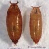 drosophila suzukii