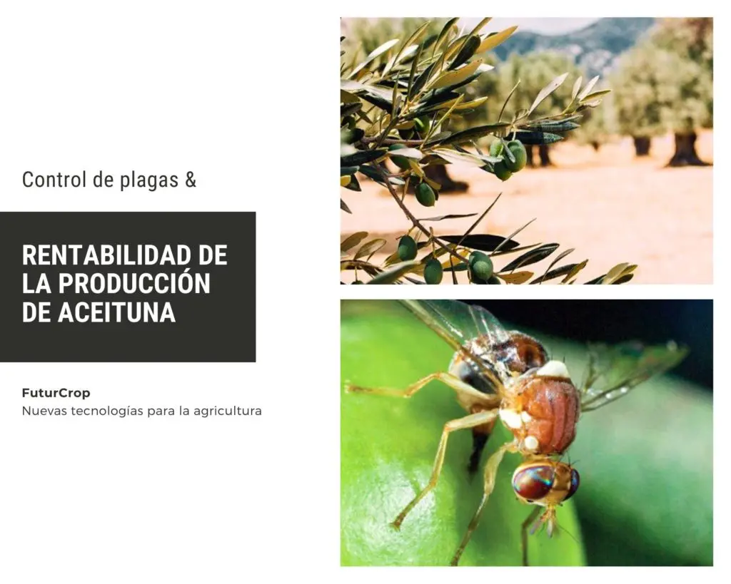 mosca del olivo