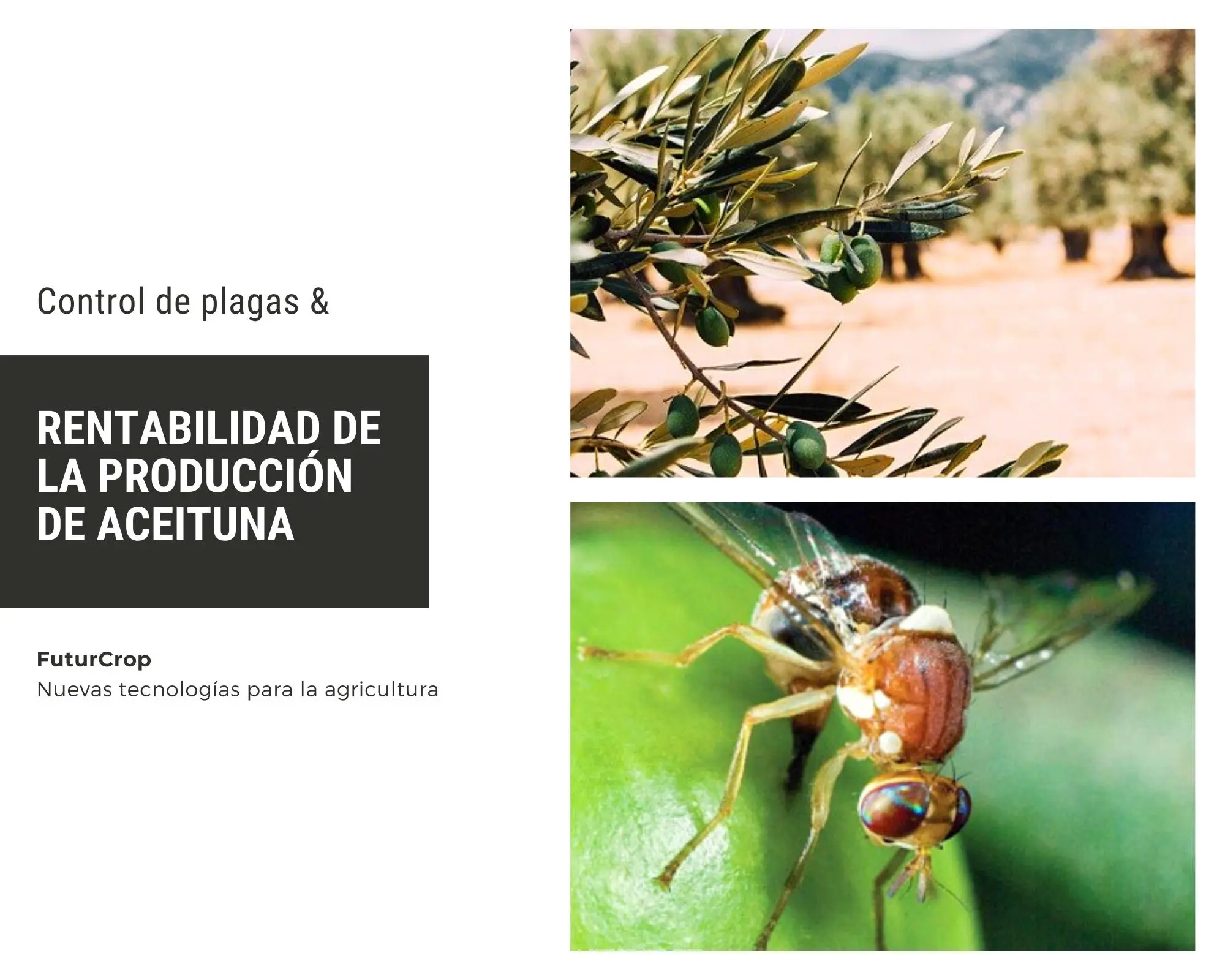 mosca del olivo