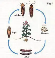tecla solanivora ciclo