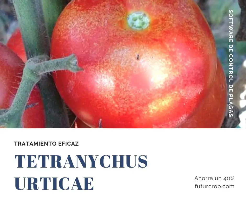 Control tetranychus en tomate