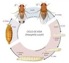 Ciclo biológico de la Drosophila suzukii