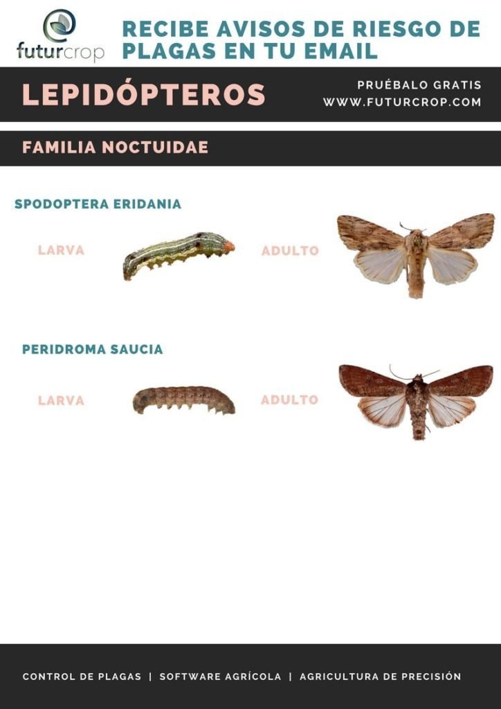 larvas adultos lepidopteros3