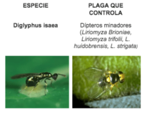 parasitoides2
