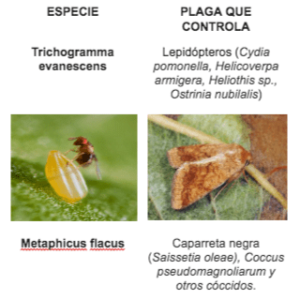 Ejemplos de parasitoides y hospederos