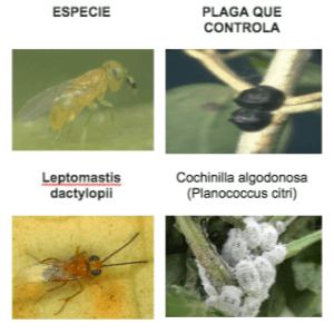 Ejemplos de parasitoides y hospederos