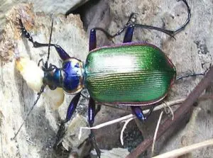 Calosoma scrutator