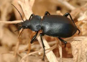 Calosoma semilaeve