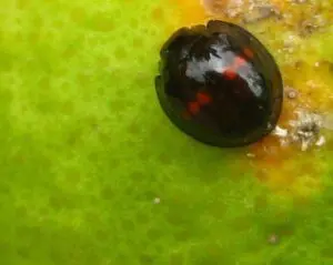 Chilocorus bipustulatus