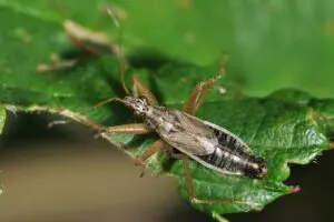 Nabis flavomarginatus