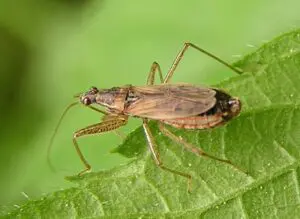 Nabis rugosus