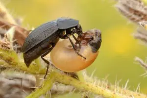Phosphuga rostrata