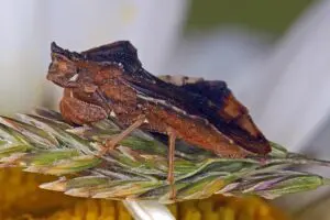 Phymata crassipes