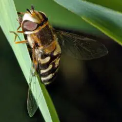 Scaeva pyrastri