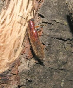 teloclerus compressicornis