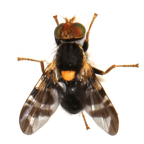 Rhagoletis cerasi