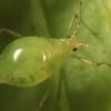 aulacorthum solani