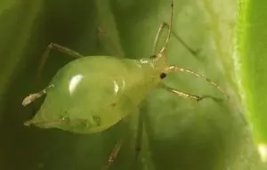 aulacorthum solani