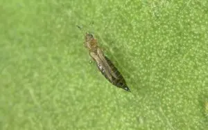 Frankliniella fusca