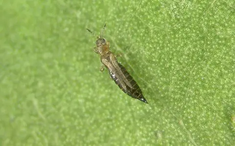 Frankliniella fusca