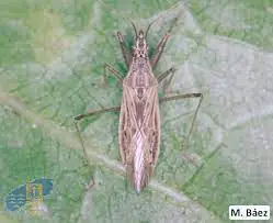 Nabis pseudoferus ibericus