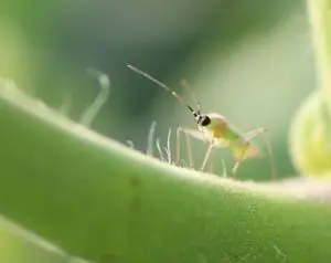 nesidiocoris tenuis