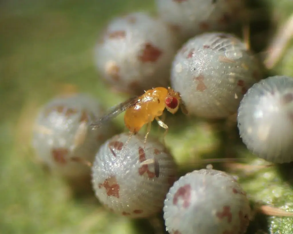 Trichogrammaachaeae