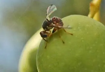 bactrocera oleae