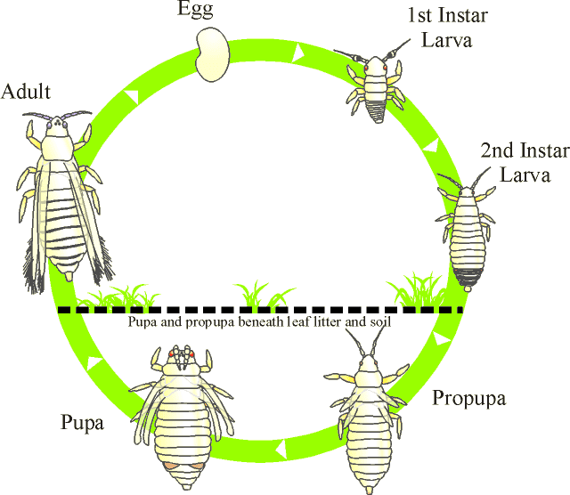 ciclo de vida trips