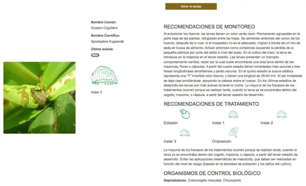 gusano cogollero