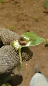 Gusano cogollero