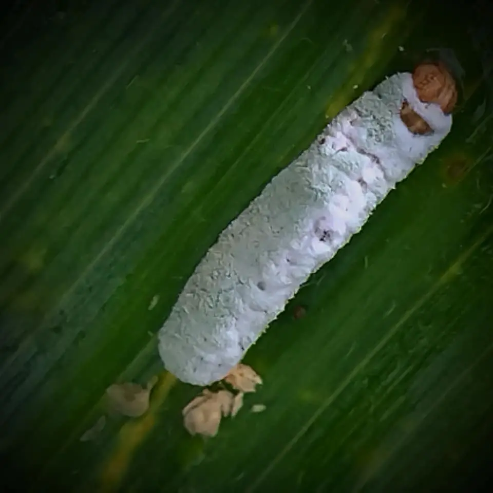 Spodoptera frugiperda atacado por Metarhizium rileyi