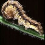 Gusano elotero . Larva