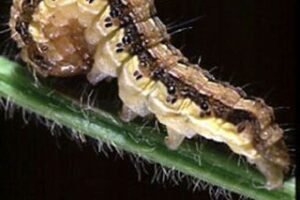 Gusano elotero . Larva