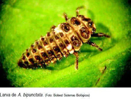 larva adalia bipunctata