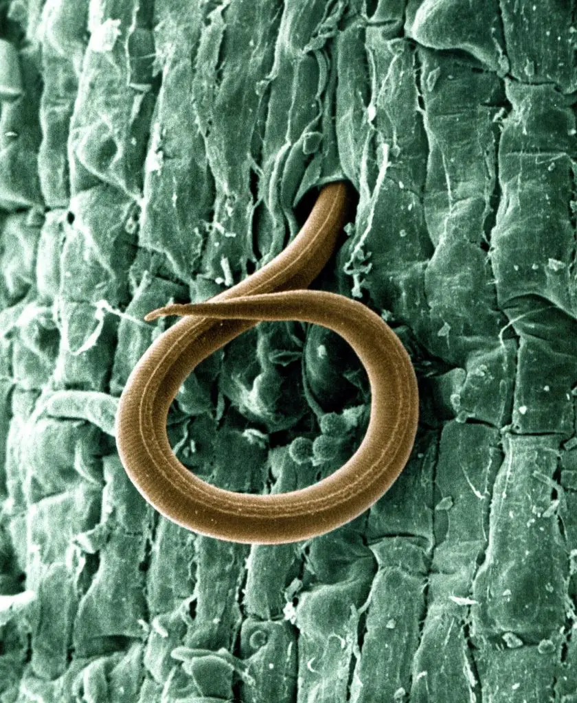 nematodos 1