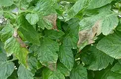 Síntomas de Botrytis cinerea en tomate