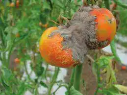 Síntomas de Botrytis cinerea en tomate