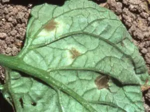 Síntomas de Fulvia fulva en tomate