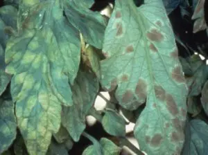 Síntomas de Fulvia fulva en tomate