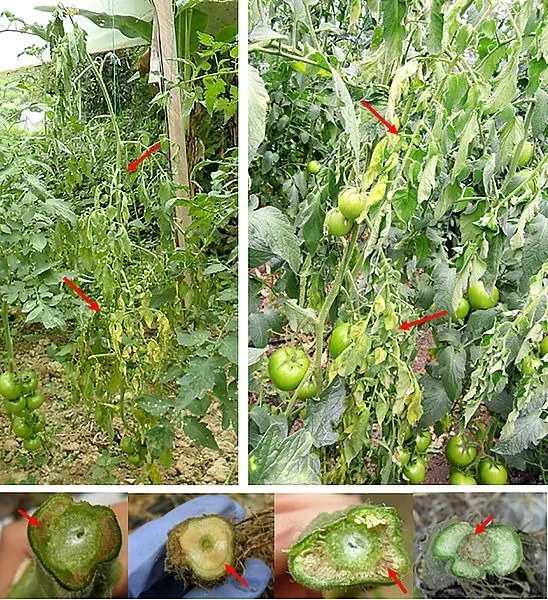 Fusarium oxysporum