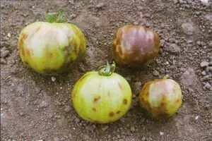 daño tmv en tomate