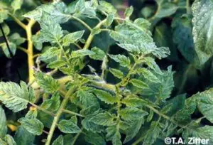daño tmv tomate