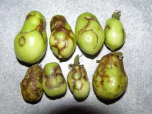 daño tmv en tomate