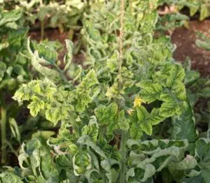 Síntomas de TYLCV en tomate