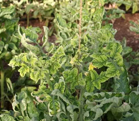 Síntomas de TYLCV en tomate
