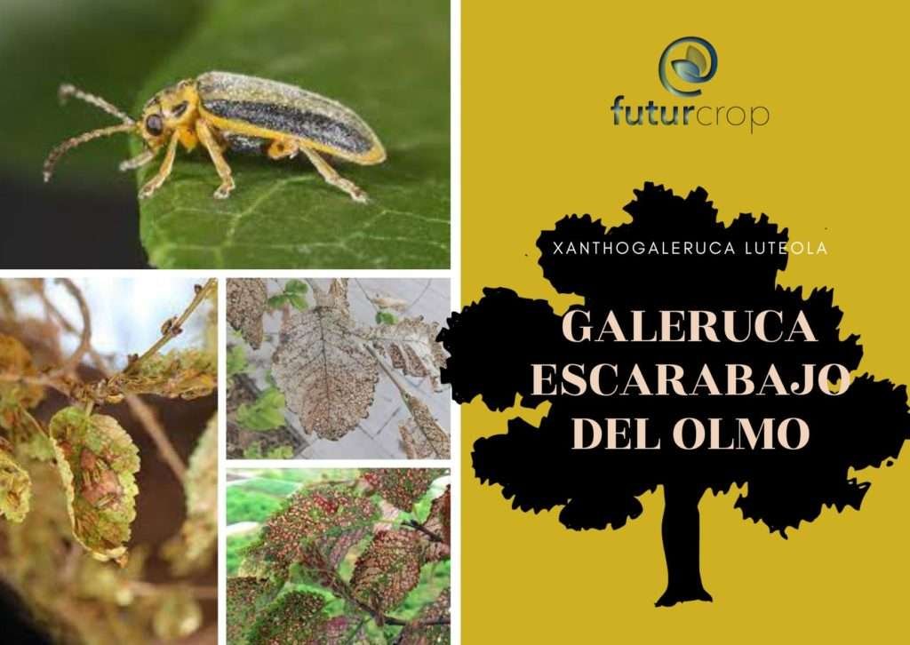 control de la galeruca del olmo