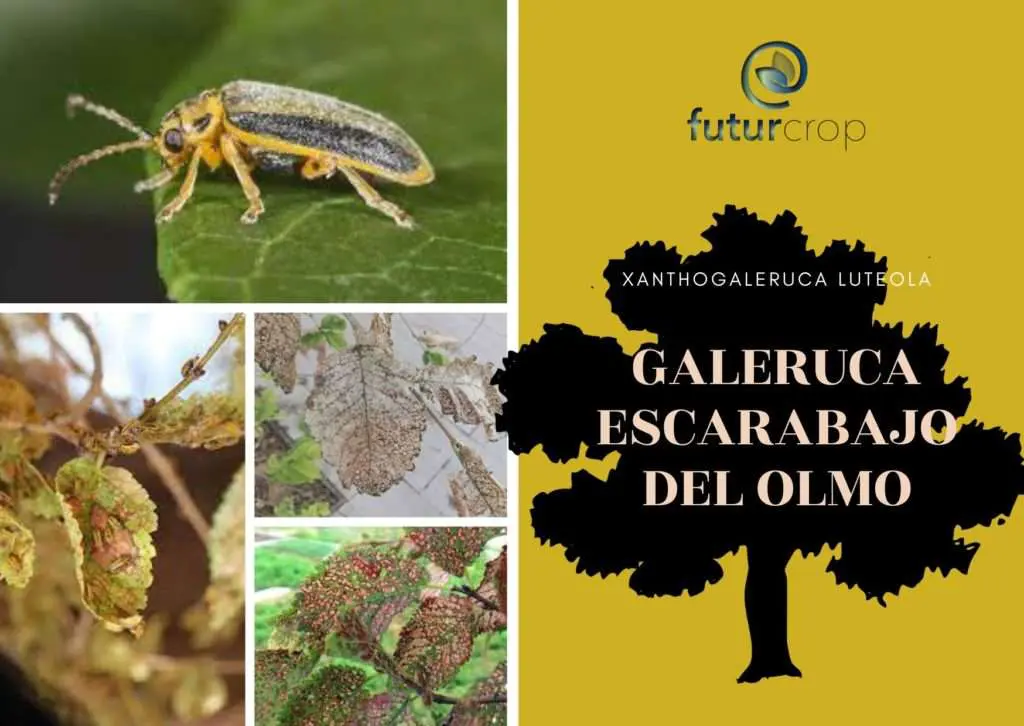 control de la galeruca del olmo