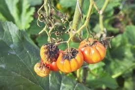 alternaria tomate 1