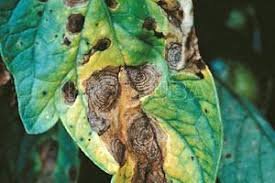 alternaria tomate2